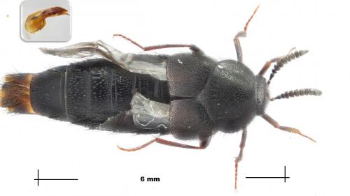 Aleochara lata